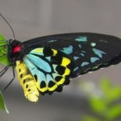 Foto von Jennifer Jackson Trucano