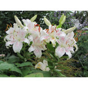 Debbie Sauls's photo