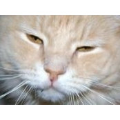 Foto de Kathleen Sweeney