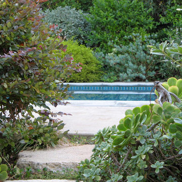 Drought-tolerant Mediterranean