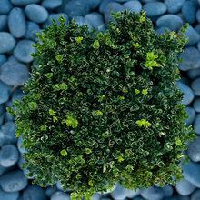Landscape Design and Materials