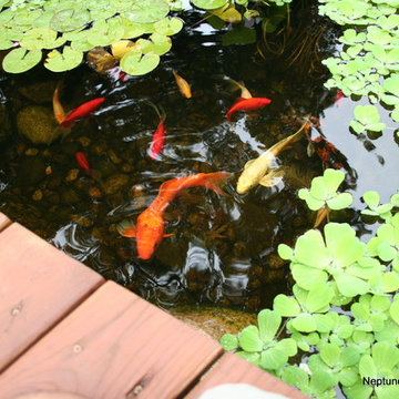 Koi Ponds and Water Gardens