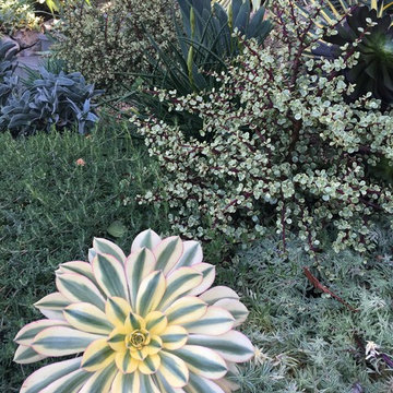Mill Valley Modern garden
