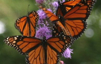 Butterfly Gardening: Delight the Eyes With Living Sculptures
