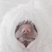Tammy Reimer Wisch's photo