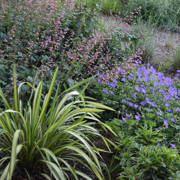 From lawn to low water use
