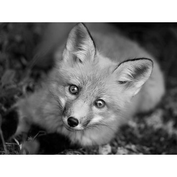 Young Red Fox Face Black & White Animal Wildlife Photograph Loose Wall Art Print, 12" X 18"