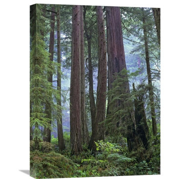 "Forest Of Coast Redwood, Del Norte Coast Redwoods State Park, CA" Artwork