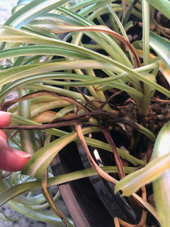 Spider Plant new growth turns black | Houzz Forum