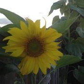 Danielle LeBlanc Bortolotti's photo