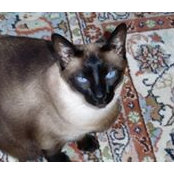 Ann Siegel's photo