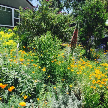Lawn Converted into Drought Tolerant Landscape