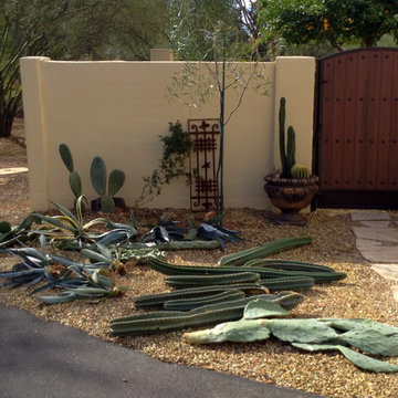 Succulents