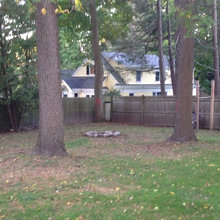 Walnut Trees & Wood Pile