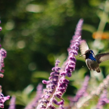 Create a Butterfly & Hummingbird in Containers