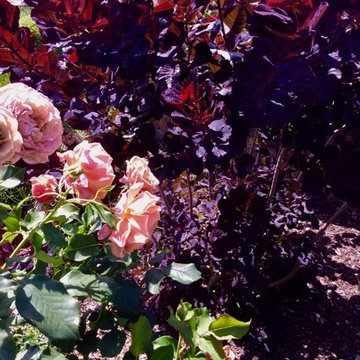 Moraga Gardening Oasis