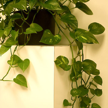 Interior Plantscape