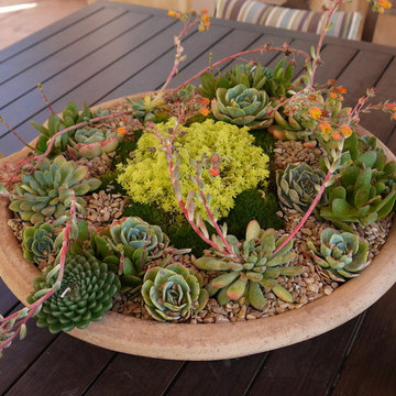 Potted Plant design