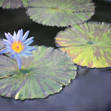 Gartenbau bei Wörner grün gestalten