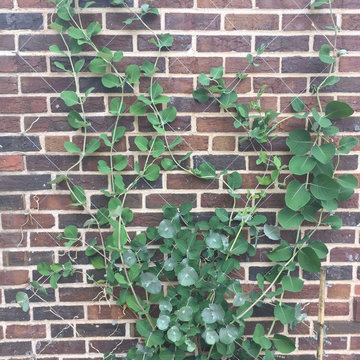 Clever Brick Wall Trellis