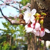 Motoko Kawataka's photo
