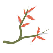 Blossoming Gardens Garden Designs billeder