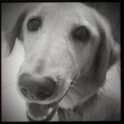 Dana Freschi's photo