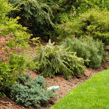 Conifer border