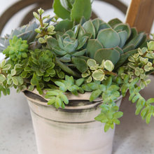 plants