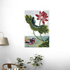 Fine Art Murals 18th Century French Print of Red Water Lily of China Ii  - 24 In