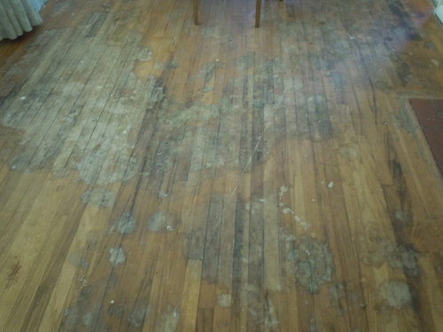 Hope For Urine Stained Oak Hardwood Floors