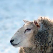 Foto von Elise Mignot