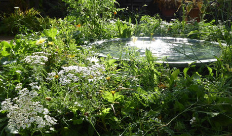 7 Ways to Attract Songbirds to Your Garden