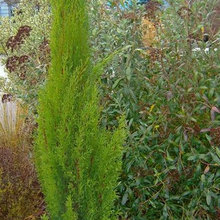 French Garden