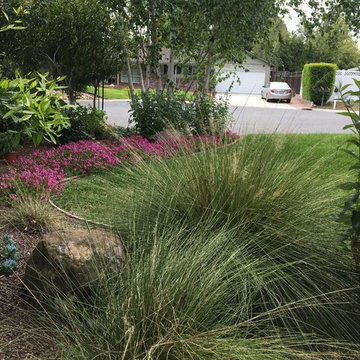 Saratoga - Lawn replacement & reduction