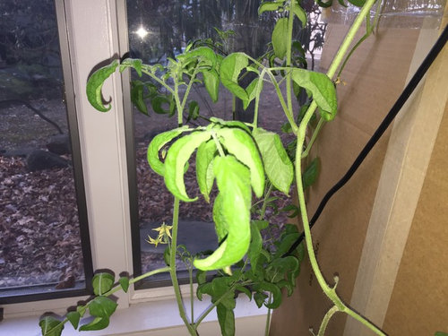 Yellow Spots On Hydroponic Tomato Leaves - 10 Common Tomato Plant Problems and How To Fix Them