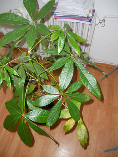 Money Tree Problems | Houzz Forum