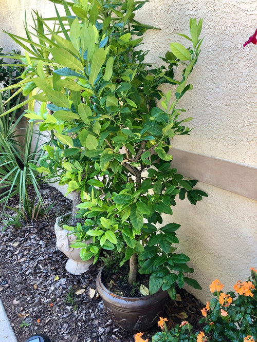 Beautiful Potted Lemon Tree That Won T Flower