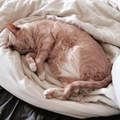 Brittany Nassar's photo