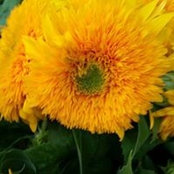 Denise George's photo