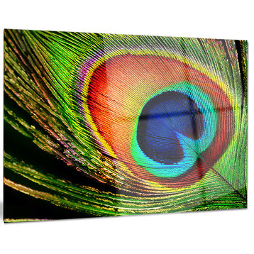 "Peacock Feather" Photography Glossy Metal Wall Art, 40"x30"