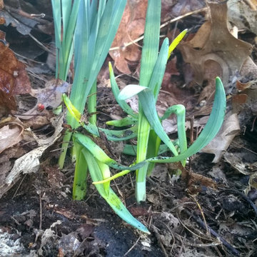 Daffodil (ID by floral_uk) 1Y-YYY