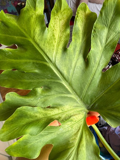 Yellow Spots on my Philodendron Selloum | Houzz Forum