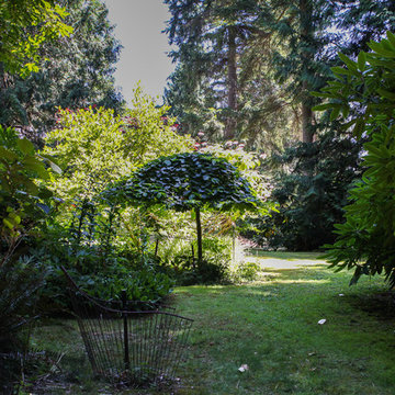 A Forest Oasis on Whidbey Island