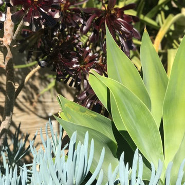 Modern & Drought Tolerant Landscape in Banker's Hill