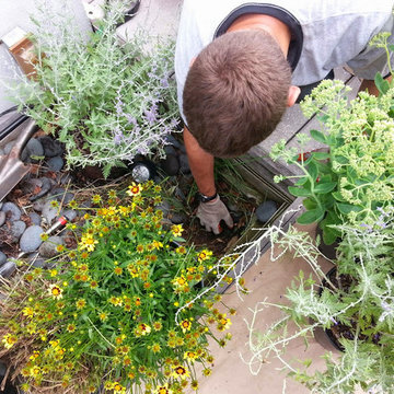Manhattan Rooftop garden planting