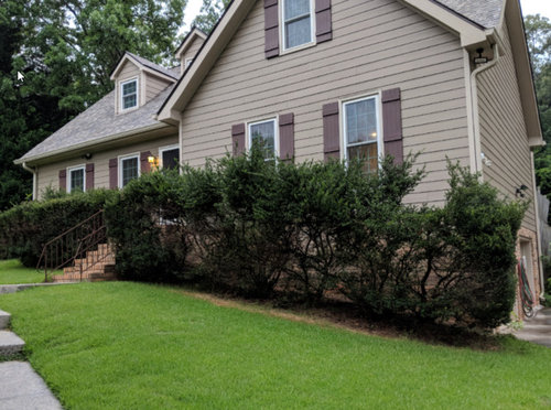 Get rid of this Hedge?