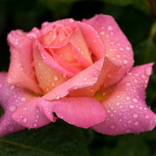 Gardening Ideas