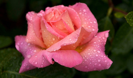 How to Grow Beautiful, Healthy Roses