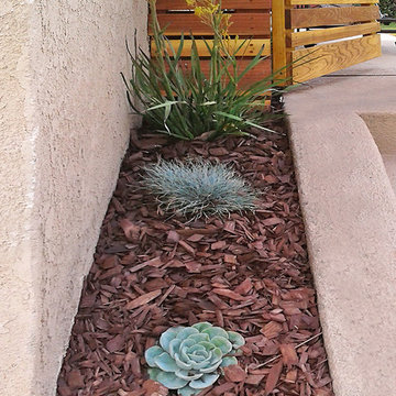 Drought Tolerant Plants with Mulch